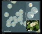 pseudomonas aeruginosa pigment